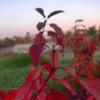 Рассвет :: Сапсан 