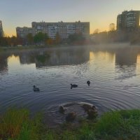 Утки на рассвете :: Сапсан 