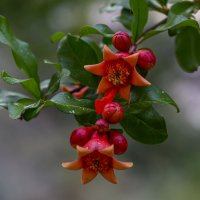 гранатовая коллекция :: Осень