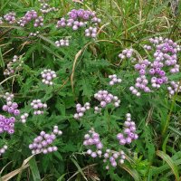 Цветы :: Лидия Бусурина