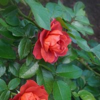 Летние розы :: Ольга 