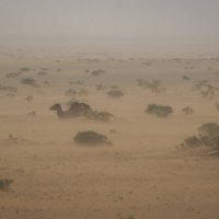 Верблюд пережидает пыльную бурю :: Galina 