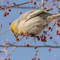 Щур :: Виктор Иванович Чернюк Щур :: Виктор Иванович Чернюк
