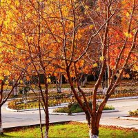 Осенний ковер в городском сквере! :: Владимир 