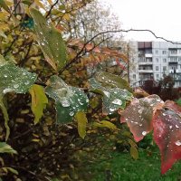 Капли  дождя :: Фотогруппа Весна