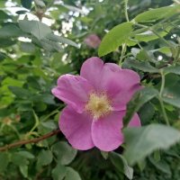 Цветет шиповник... :: Андрей Хлопонин