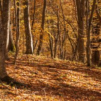 9 ноября 2024. Буковый лес в горах :: Игорь Сикорский