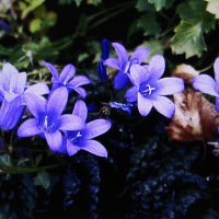 Нежное цветение :: Людмила Смородинская