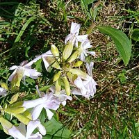 Цветы и растения. :: Владимир Драгунский Цветы и растения. :: Владимир Драгунский