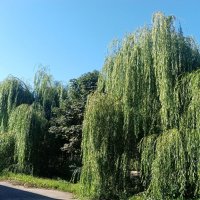 Цветы и растения. :: Владимир Драгунский