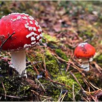 ******* :: Валерия Комова ******* :: Валерия Комова