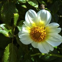 Георгина белая :: Валентин Семчишин Георгина белая :: Валентин Семчишин