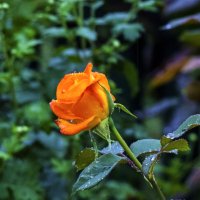 Бутон розы Флорибунда :: Валентин Семчишин Бутон розы Флорибунда :: Валентин Семчишин