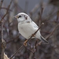 из жизни воробьев.белый воробей. :: юрий макаров
