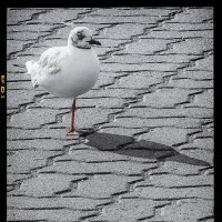 Наблюдатель. :: Svyatoslav [Artisan] Ph.