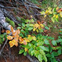 В осеннем лесу :: Рита Симонова