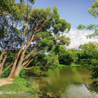 Первый Каменский пруд :: Игорь Сарапулов Первый Каменский пруд :: Игорь Сарапулов