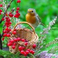 Зарянка :: Ольга Митрофанова Зарянка :: Ольга Митрофанова