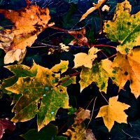 Осень 9 :: Алексей Кузнецов