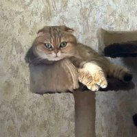 Марфа на "троне" :: Ольга Довженко