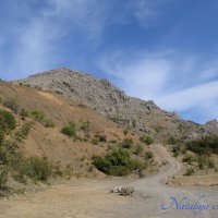 Природа Крыма :: Amazing Cosmea