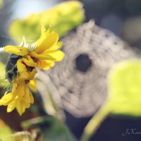 **** :: Елена Kазак (selena1965) **** :: Елена Kазак (selena1965)