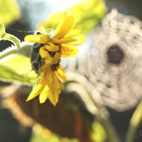 *** :: Елена Kазак (selena1965)