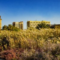 Камыш :: Анатолий Чикчирный