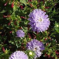 Астры :: Freddy 97