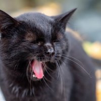 Сладко зевнул :: Владимир Иванович