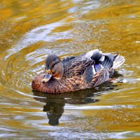 ..... :: Анатолий Анищик