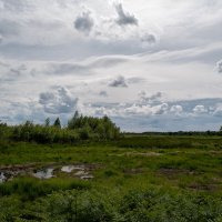 Территория болота... :: Николай Гирш