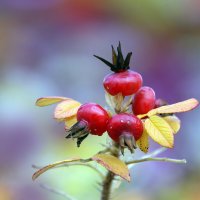 Зарядье 18 октября :: Михаил Бибичков Зарядье 18 октября :: Михаил Бибичков