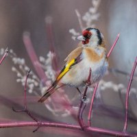 Щегол. :: Nik Lovec