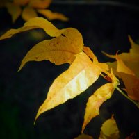 Октябрьский этюд. :: Владимир 