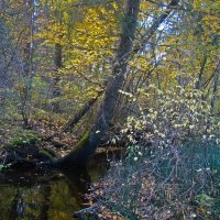 *** :: gawrilа - dan