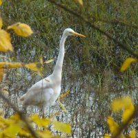 большая белая цапля :: gawrilа - dan