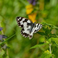 опять бабочки 18 :: Александр Прокудин опять бабочки 18 :: Александр Прокудин