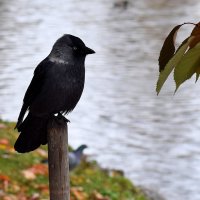 Ах! Как хочется поплавать! :: Татьяна Помогалова