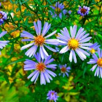 Городские цветы в октябре. :: Милешкин Владимир Алексеевич 