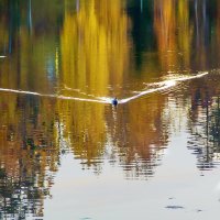 Осень на пруду. Природа сама себе рисует полОтна, нам остается только подсмотреть. :: Bosanat 