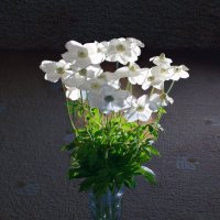 Цветы на балконе/Ветреницы :: Евгений Цветы на балконе/Ветреницы :: Евгений