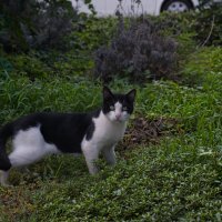 Кошки в Израиле 2025г :: ujgcvbif 