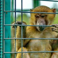 " Сафари парк " Геленджик... :: Николай Саржанов