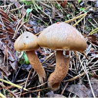 Паутинник. :: Валерия Комова Паутинник. :: Валерия Комова