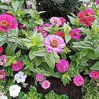 Цветы. :: Владимир Драгунский