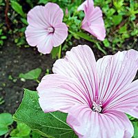 Цветы. :: Владимир Драгунский Цветы. :: Владимир Драгунский