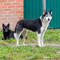 Самовыгульные! :: Елена Хайдукова ( Elena Fly ) Самовыгульные! :: Елена Хайдукова ( Elena Fly )