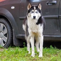 Красавец хаски! :: Елена Хайдукова ( Elena Fly )