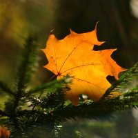 Этюды осени.. :: Андрей Заломленков